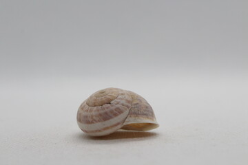 Striped snail Eobania vermiculata. Land snail Eobania vermiculata isolated on a white background 