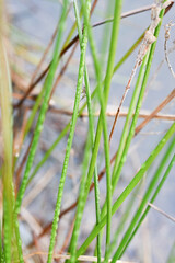 Vibrant Green Reeds Rising Above the Brown Marshy Ground, Capturing the Essence of a Lush Wetland Ecosystem