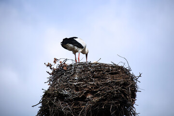 Ein Storch im Nest beim füttern des Nachwuchs. 