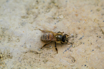 Eine Biene auf einem Stein.
