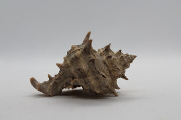 Corneta - Hexaplex trunculus - Murex trunculus, Phyllonotus trunculu isolated on a white background
