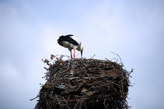 Ein Storch im Nest beim f&radic;&ordm;ttern des Nachwuchs.