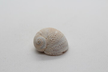 Seashell of sea snail Josephine's moonsnail (Neverita josephinia) isolated on a white background
