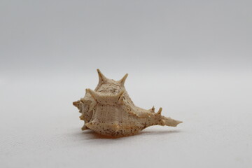 Spiny Dye Murex (bolinus Brandaris) on a white background
