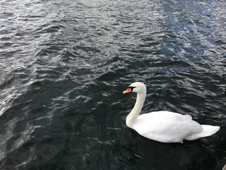 White swan gliding on rippling lake water.