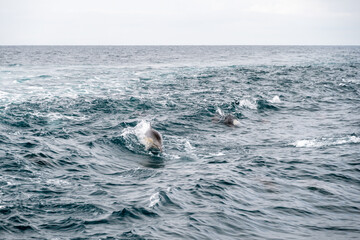 Naklejka premium Dolphins Splash In The Waves Of Pacific Ocean