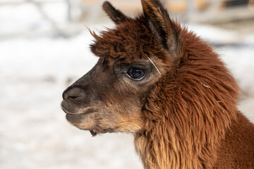 smiling alpaca portrait, llama, alpaca farm, funny animals