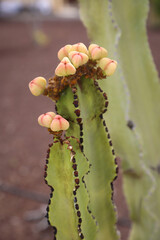 Portrait eines Kaktus, Ein Kaktus in einer Tropischen Umgebung.
