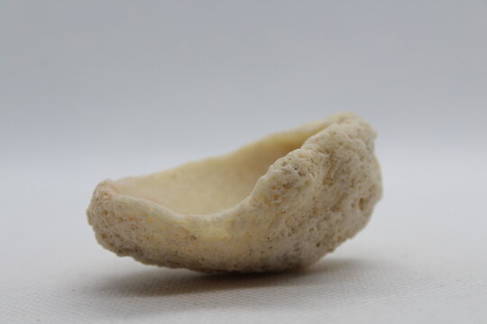 cliona celata fossilized sponge isolated on a white background 