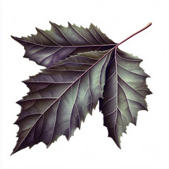 Birch Leaf Realistic Sawtooth Edges Isolated on White tree green plant macro    