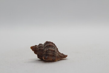 Corneta - Hexaplex trunculus - Murex trunculus, Phyllonotus trunculu isolated on a white background
