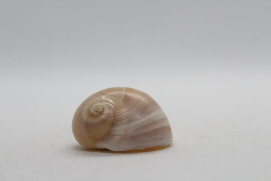 Seashell of sea snail Josephine's moonsnail (Neverita josephinia) isolated on a white background
