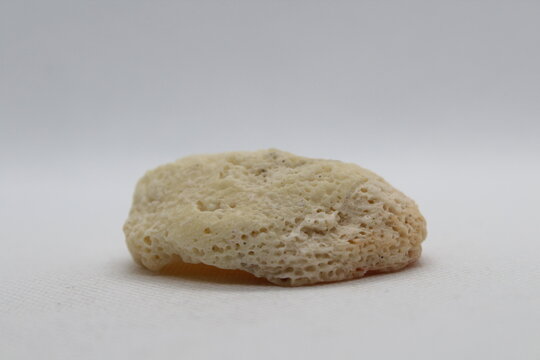 cliona celata fossilized sponge isolated on a white background 