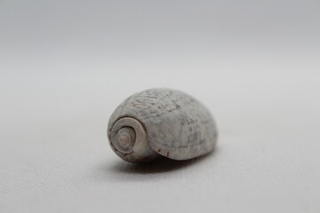 Seashell of sea snail lettered olive (Oliva sayana) isolated on a white background. Sea snail olive or oliva
