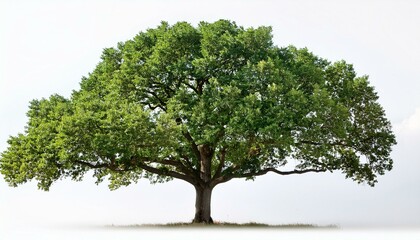 Obraz premium black walnut tree remoted on white heritage