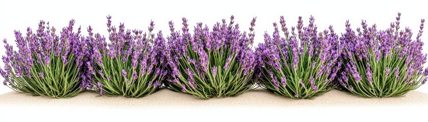 Fototapeta premium Vibrant Lavender Plant Arrangement with Rich Purple Flowers and Green Foliage on Neutral Background