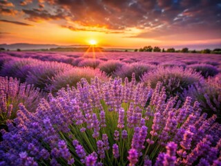 Naklejka premium Summer sunset paints a lavender field in violet hues; fragrant blooms seen from above.