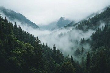 Misty Mountain Valley Forest Enveloped In Fog