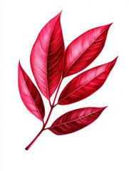 Vivid Red Leaf Isolated on White Background - Symbolizing autumn, nature, vibrancy, elegance, and growth. A single, bright red leaf branch isolated on a pure white backdrop.