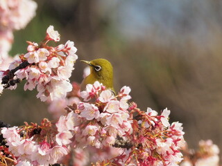 メジロと桜