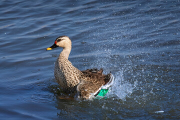 Indian spot-billed duck