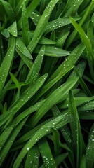 Green leaves with dew drops are perfect for designs related to nature and ecology, creating a sense of freshness and life.