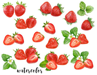 Hand-Painted Watercolor Strawberry Set Botanical Illustration Isolated on White