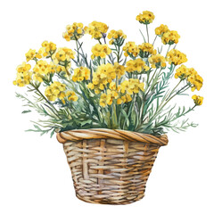 A watercolor vector painting of a tansy bouquet in a basket, isolated on a white background. Tansy bouquet in a basket vector.

