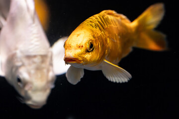 Golden Koi fish pet in an Aquarium. Koi or  nishikigoi are colored varieties of carp Cyprinus that...