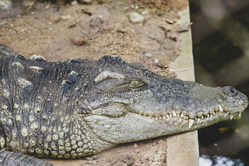 Eyes crocodile in the zoo background and texture