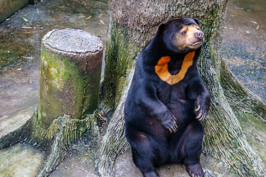 Malayan Sun Bear sitting in the Zoo.