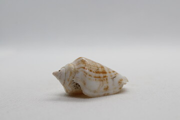 Seashell isolated on white. Strombus lentiginosus isolated on a white background

