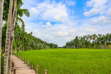 Obraz premium Beautiful wooden bridge walkway on the rice filled with blue sky