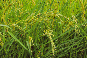 Closeup green ear of rice in the field