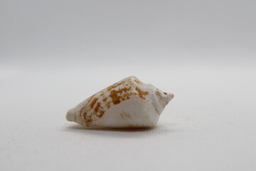 Seashell isolated on white. Strombus lentiginosus isolated on a white background
