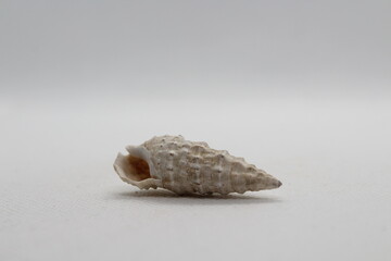 clypeomorus batillariaeformis isolated on a white background 