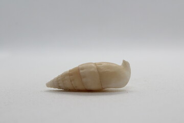 albinaria goldfussi isolated on a white background 