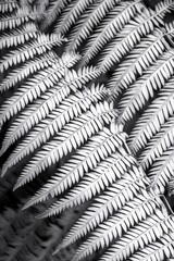 Fototapeta premium Elegant Fern Fronds Black and White Nature Texture Background