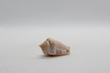 Seashell isolated on white. Strombus lentiginosus isolated on a white background
