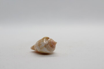 Seashell isolated on white. Strombus lentiginosus isolated on a white background
