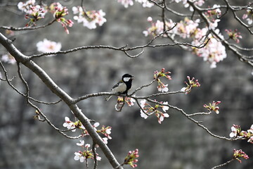 シジュウカラと桜