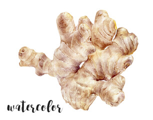 Hand-Painted Watercolor Ginger Root Botanical Illustration Isolated on White
