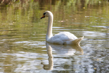 A swan is swimming in a lake