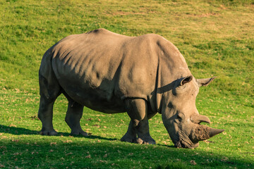 Fototapeta premium A rhino is eating grass in a field