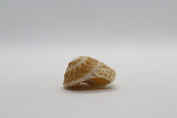 lunella granulata isolated on a white background 