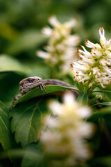 A lizard siting in the flowers