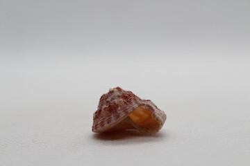 pseudostomatella coccinea isolated on a white background 