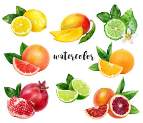 Hand-Painted Watercolor Citrus and Tropical Fruits Botanical Illustration Isolated on White