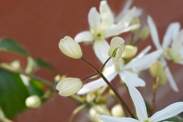 Armand Clematis flowers