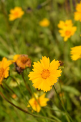 Lanceleaf tickseed flowers